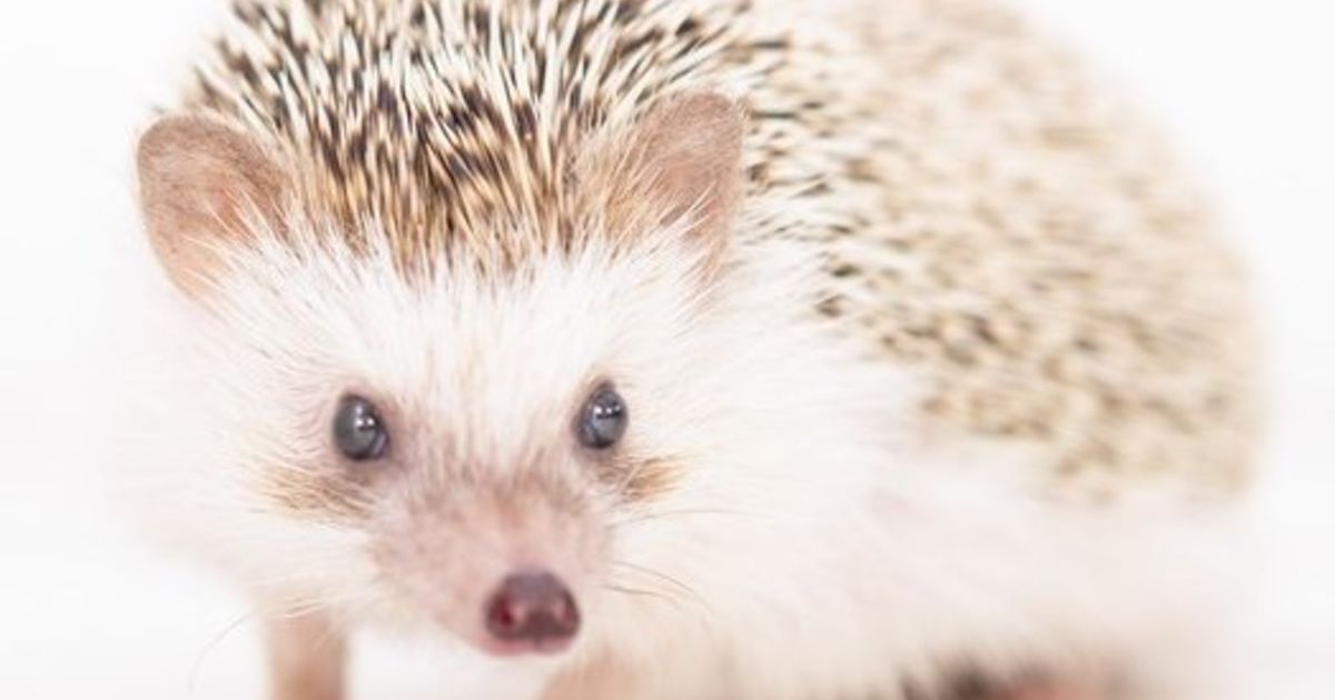 ハリネズミってどんな動物 飼いたい方必見です ブログ 江戸川区で知られているペット火葬のアーバンペット葬儀社が記事を公開中です