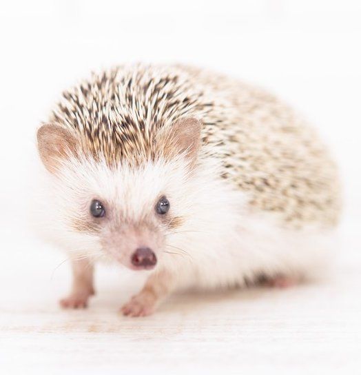 ハリネズミってどんな動物 飼いたい方必見です ブログ 江戸川区で知られているペット火葬のアーバンペット葬儀社が記事を公開中です